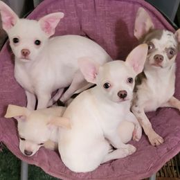 Chihuahua All Grown Up from Bono's  Chihuahuas LLC