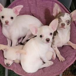 Chihuahua All Grown Up from Bono's  Chihuahuas LLC