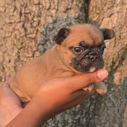 Yellow Collar - Fawn female French Bulldog puppy in Tyler, Texas from Texas Top Notch Frechies