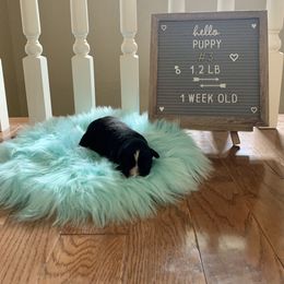 Miniature Australian Shepherd Puppies from 5 Star Mini Aussies