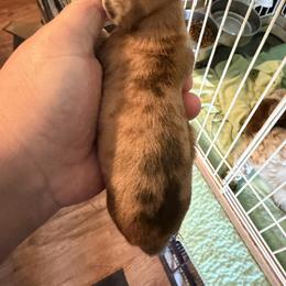 Dachshund Puppies from Witchy Woman’s Wiener’s