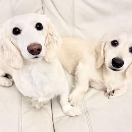 Dachshund puppies from Lily of the Valley