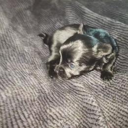 ECHO - Black female Morkie puppy in Palmdale, California from J Designer Puppies