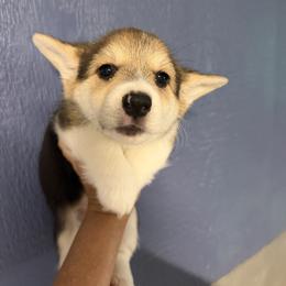 Red Collar Female - Black and tan female Pembroke Welsh Corgi puppy in Victoria, Texas from Clear Creek Corgis