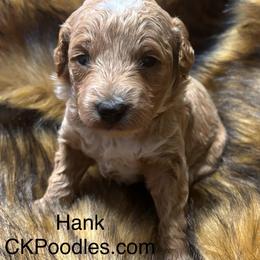 Hank - Cream male Poodle puppy in Lance Creek, Wyoming from CK Poodles LLC