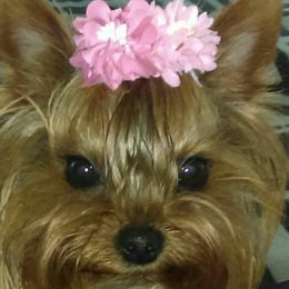 Mila - Yorkshire Terrier