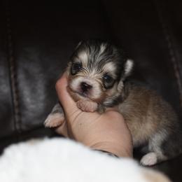 Balto - Silver male Pomsky puppy in Coos Bay, Oregon from Ocean View Pomskies