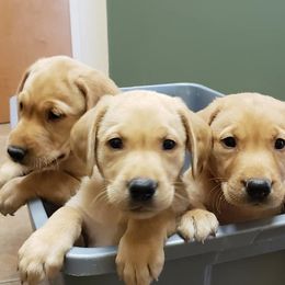 Labrador Retriever Puppies from Queens Creek Labrador Ranch