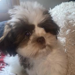 Boy 1 - Shih Tzu puppy in Wooster, Ohio from Mending Hearts Shih Tzu's