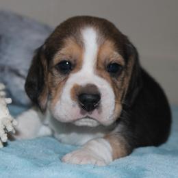 Cliff - Black tan and white male Beagle puppy in Morrill, Kansas from Kelle Beagles