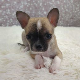 Boy 2 - Black sabled fawn male Chihuahua puppy in Topeka, Kansas from Barbie's Baby Chihuahuas