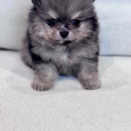 Swell - Blue merle male Pomeranian puppy in Canandaigua, New York from Fingerlakes Pomeranians