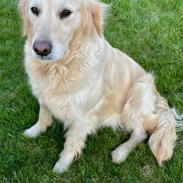 Golden Retriever All Grown Up from Highlander's Goldens of Howell