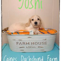 Yoshi - Cream male Dachshund puppy in Cincinnati, Ohio from Caines Dachshund Farm