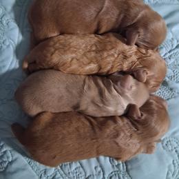 Cavapoo puppies from Velvet Paws Cavapoos