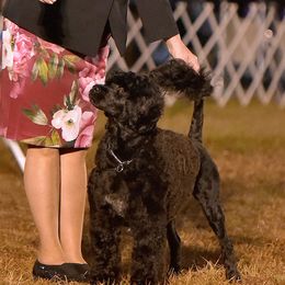 Sizzle - Portuguese Water Dog