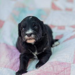 Light yellow - Parti female Goldendoodle puppy in Rocklin, California from FurEver Yours Goldendoodles