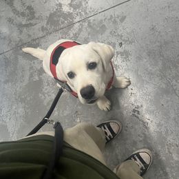 Labrador Retriever Puppies from Wagador Labrador Retrievers