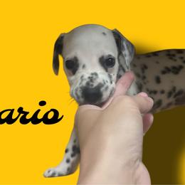 Wario - White and black male Dalmatian puppy in Bremen, Georgia from Clark’s Dalmatians
