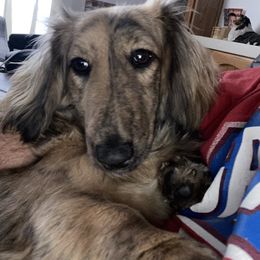 Annie - Dachshund