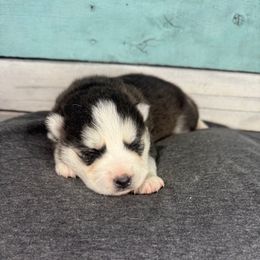 Jacob Possible Waitlist Hold - Black and white male Pomsky puppy in Krum, Texas from Paw-Some Pomskies