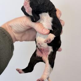 Cheshire - The Mad Hatter - Brindle male Poodle puppy in Caldwell, Idaho from Boise Doodle Co.
