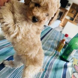 Poodle Puppies from ItalianToyPoodles