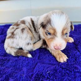 Rory - Red merle male Australian Shepherd puppy in Charlotte, North Carolina from Awesome Aussies
