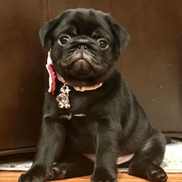 Pugs from The Pug Patch