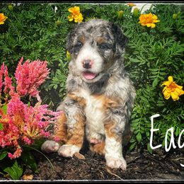 Assorted Doodle Crosses, Aussiedoodle, and Australian Shepherd Puppies from Faith, Feathers & FurBabies