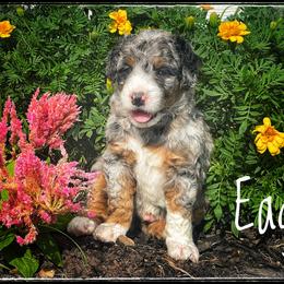 Assorted Doodle Crosses, Aussiedoodle, and Australian Shepherd Puppies from Faith, Feathers & FurBabies