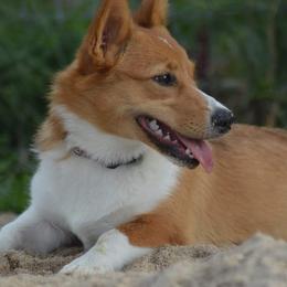 Pembroke Welsh Corgi Puppies from Gotta Chase Em All Corgis