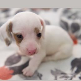 Dachshund Puppies from Purpleheartdoxies