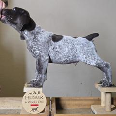 Wafer - German Shorthaired Pointer puppy from Honor German Shorthaired Pointers