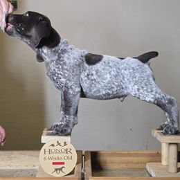 Wafer - German Shorthaired Pointer puppy from Honor German Shorthaired Pointers
