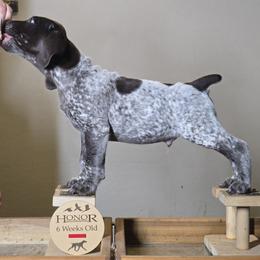 Wafer - German Shorthaired Pointer puppy from Honor German Shorthaired Pointers