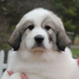 Great Pyrenees Puppies from White O'Morn Farm AKC Great Pyrenees