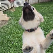 Norwegian Buhund Puppies from Zodiac ranch