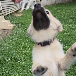 Norwegian Buhund Puppies from Zodiac ranch