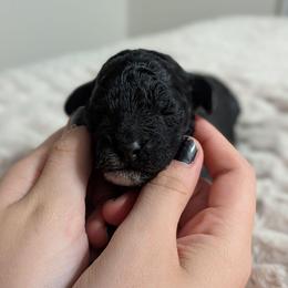 Girl 3 - Black and white female Cockapoo puppy in Dayton, Ohio from L&L Cockapoos