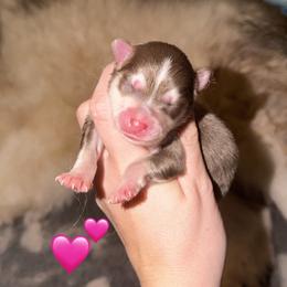 Robin - Chocolate female Pomsky puppy in Centerville, Iowa from LJ Kennels Pomskies, LLC
