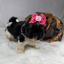 Paris - Tricolor female Shih Tzu puppy in Columbia, Kentucky from Lisa Bandy Luxe Shih Tzu