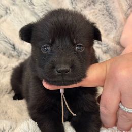 Lavender Girl - Black female German Shepherd puppy in Beech Grove, Arkansas from Ze Zadnich lesu