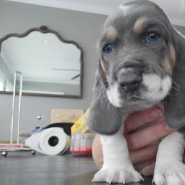 Dark Blue - Blue and white Basset Hound puppy in Carleton, Michigan from Floppy Ears Farm