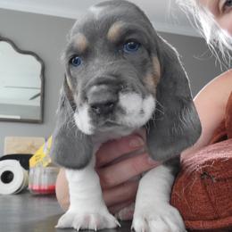 Dark Blue - Blue and white Basset Hound puppy in Carleton, Michigan from Floppy Ears Farm