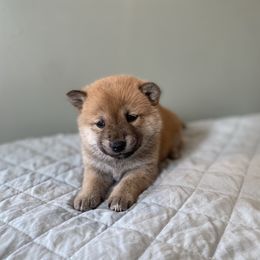 Mocha - Red male Shiba Inu puppy in Monett, Missouri from Happy Tails Shiba Inus