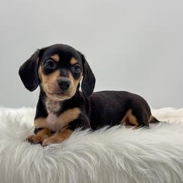 Indigo - Black and tan female Dachshund puppy in Litchfield, Illinois from Charmm Dachshunds