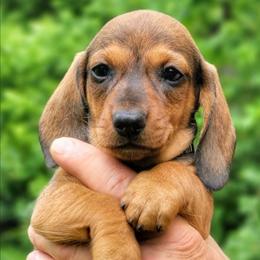 Louie - Red male Dachshund puppy in Mountain Grove, Missouri from Blueprint K9 Dachshunds- www.BlueprintK9.com