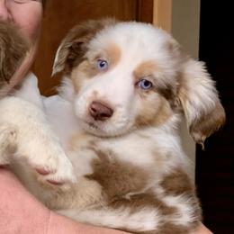 Miniature Australian Shepherd Puppies from Rowdy Ranch Tx