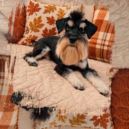 Mateo ( STUD services Available) - Miniature Schnauzer